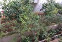 Patisia apartment for sale