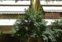 Petralona Athens Budget Apartment for Golden Visa Greece