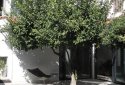 Stylish Detached Downtown 3 Level House with shop For Sal